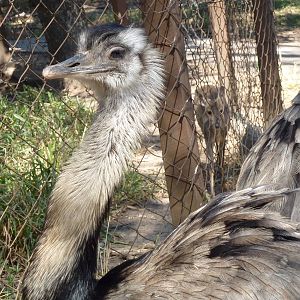 Greater rhea