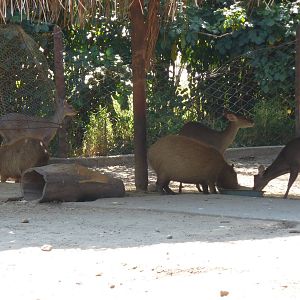 Grey brocket deer and capybara