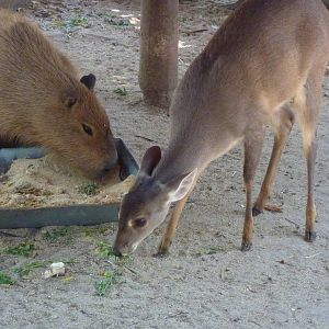 Grey brocket deer and capybara