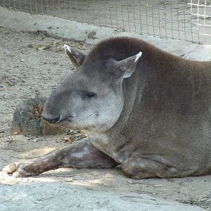 Brazilian tapir