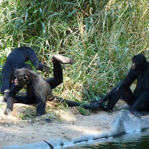 Peruvian spider monkey