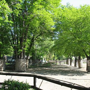 Front part of the Przewalski's horse enclosure