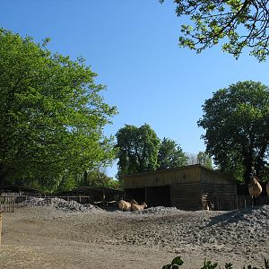 Back part of the Przewalski's horse enclosure