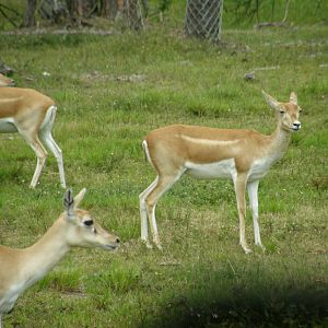 blackbuck