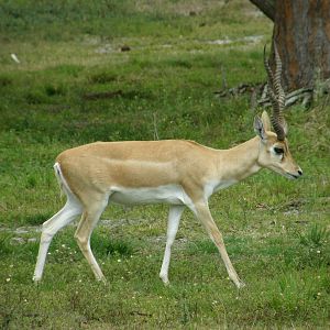 blackbuck