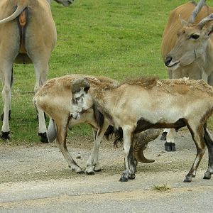 FL_METRO_ZOO_AND_MISC_4_2008_292