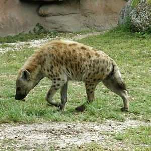 spotted hyena