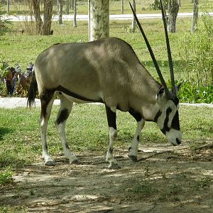 gemsbok