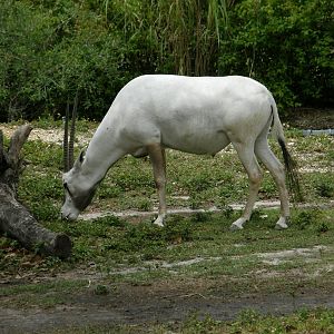 arabian oryx