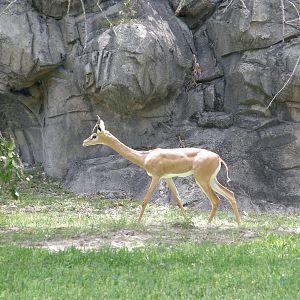 gerenuk