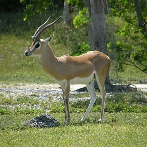 grants gazelle