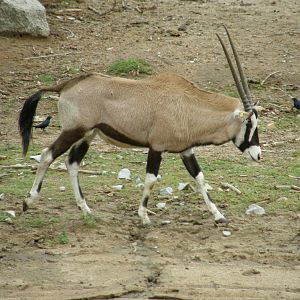 gemsbok