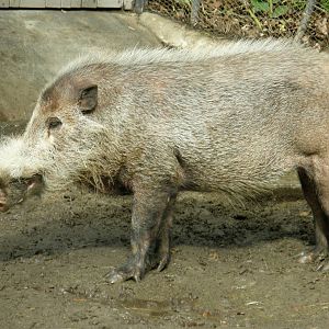 bearded pig