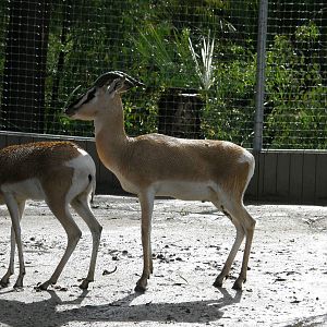soemmerings gazelle