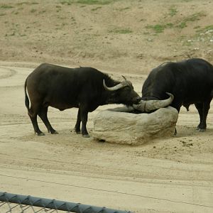 cape buffalo