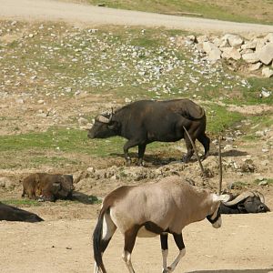 cape buffalo and gemsbok