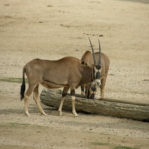 fringe eared oryx