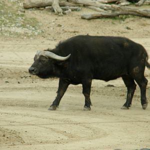 cape buffalo