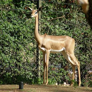 gerenuk