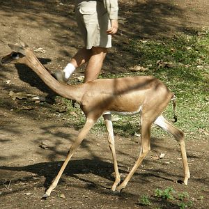 gerenuk