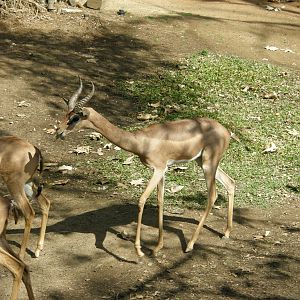 gerenuk