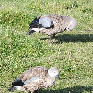 Abyssinian Blue-winged Geese at Blackbrook, 28/10/11