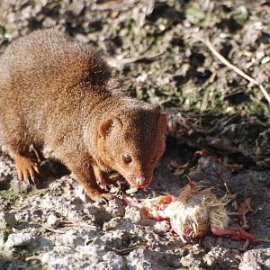 Dwarf Mongoose at Blackbrook, 28/10/11