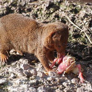 Dwarf Mongoose at Blackbrook, 28/10/11