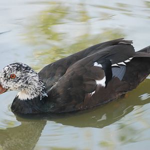 White-winged Wood Duck at Blackbrook, 28/10/11