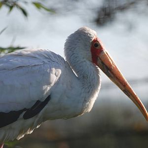 Yellow-billed Stork at Blackbrook, 28/10/11
