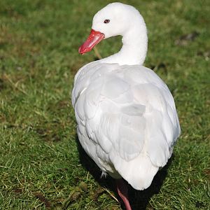 Coscoroba Swan at Blackbrook, 28/10/11
