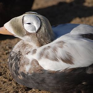 Spectacled Eider at Blackbrook, 28/10/11