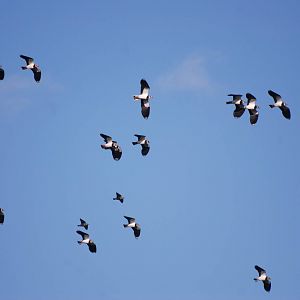 Wild Lapwings at Blackbrook, 28/10/11