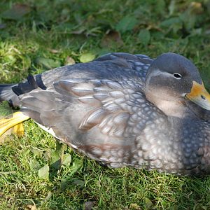 Flying Steamer Duck at Blackbrook, 28/10/11