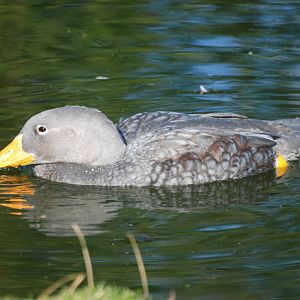 Magellanic Steamer Duck at Blackbrook, 28/10/11