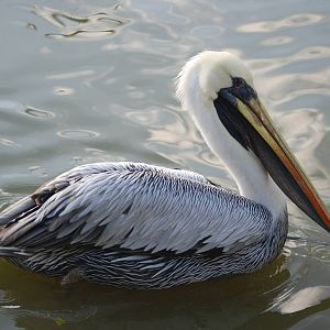 Peruvian Brown Pelican at Blackbrook, 28/10/11