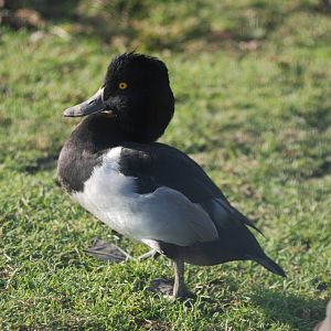 Ring-necked Duck at Blackbrook, 28/10/11