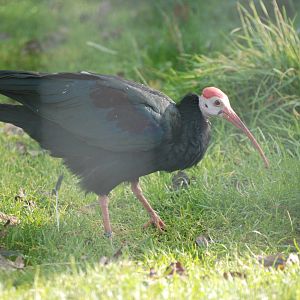 Southern Bald Ibis at Blackbrook, 28/10/11
