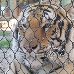 Majestic Bengal Tiger