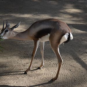 Handicapped Spekes Gazelle