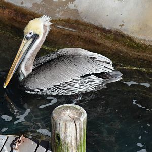 California Brown Pelican