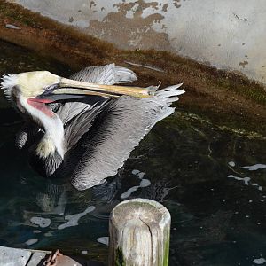 California Brown Pelican