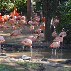 Flamingo Lagoon