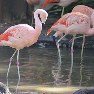 Chilean Flamingos
