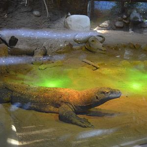 Komodo Dragon Habitat (Male)