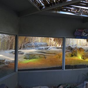 Lima (Female Komodo Dragon) Habitat