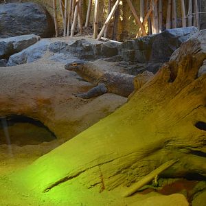Lima Habitat (Female Komodo Dragon)