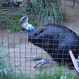 Double-wattled Cassowary