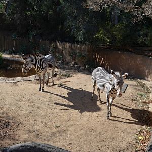 Grevy's Zebras