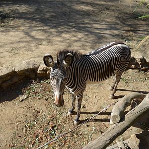 Grevy's Zebra